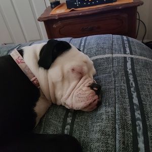 Meet your Posher, Theodore